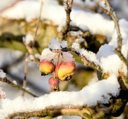 frozen apples in an apple orchard on cold sunny december morinigの写真素材