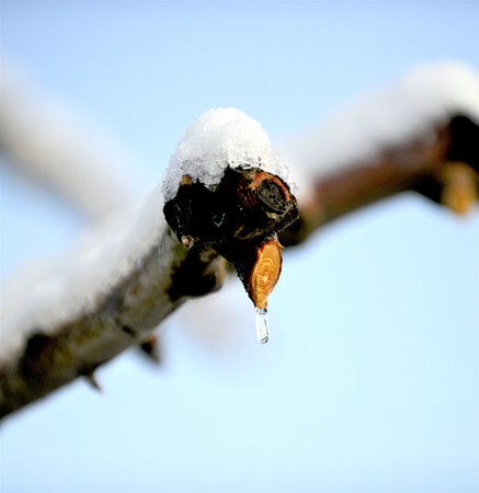 pruned apple brancjes under the snow, image of aの写真素材