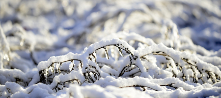 snow on a leaves of a plant, morning shot imageの写真素材