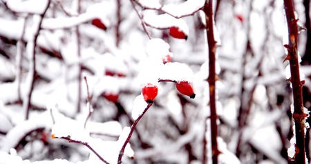 rose hips in nature, covered with ice, imageの写真素材