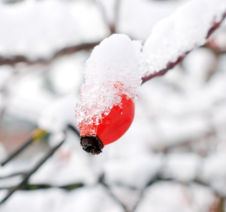 rose hips in nature, covered with ice, imageの写真素材