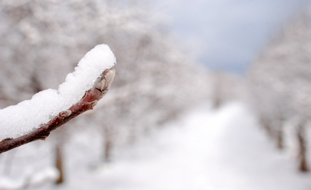frozen snow on an apple bud in winterの写真素材