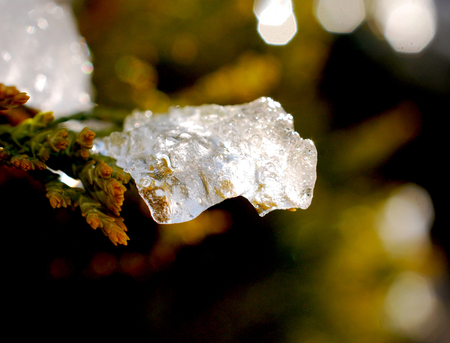 frost on a coniferous tree twigの写真素材