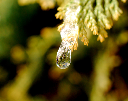 snow on a coniferous tree twigの写真素材