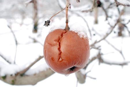 rotten apple on the tree covered with snow, imageの写真素材