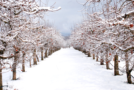 apple orchard under the snow, winter landscapei mageの写真素材