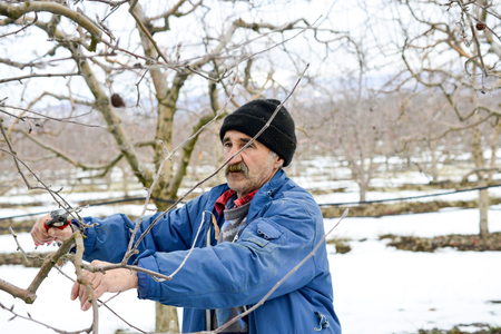RESEN, MACEDONIA. FEBRUARY 3, 2019- Farmer pruning apple tree in orchard in Resen, Prespa, Macedonia. Prespa is well known region in Macedonia on producing high quality apples. imageのeditorial素材