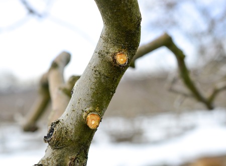 pruned apple tree in winter, february, imageの写真素材