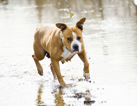 amstaff breed dog running on the water, imageの写真素材