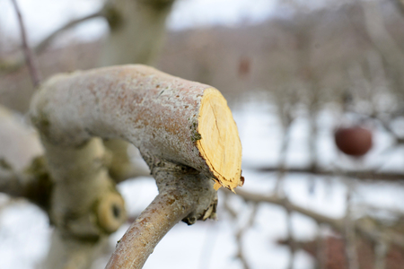 pruned apple tree in winter, february, imageの写真素材