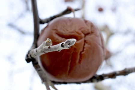 apple bud in front of rotten apple forgotten to harvest on the tree, imageの写真素材