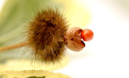 brown caterpillar on a stem of a flowering plant, imageの写真素材