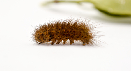 brown caterpillar on a white background, imageの写真素材