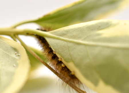 brown caterpillar on a green leaves white background, image