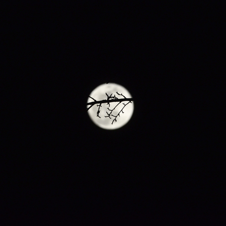 snow moon in winter, image of a