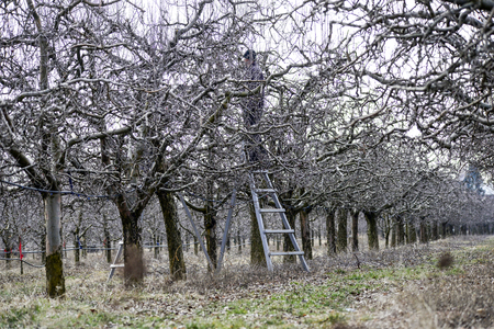 pruning apple tree in orchard in springの写真素材