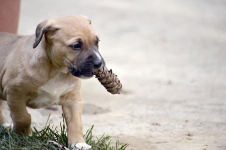 mixed breed puppies playing outdoors .image of aの写真素材