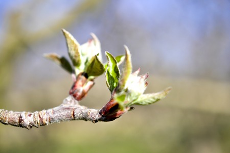 cropped picture of an apple buds in april, imageの写真素材