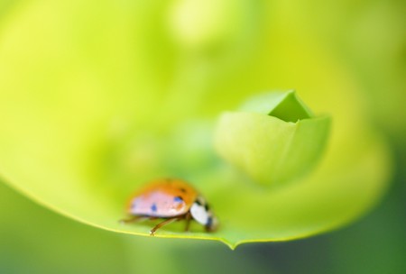 ladybug on a spring flower closeupm image