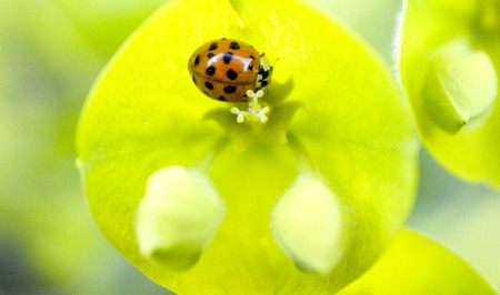 ladybug on a spring flower closeupm imageの写真素材