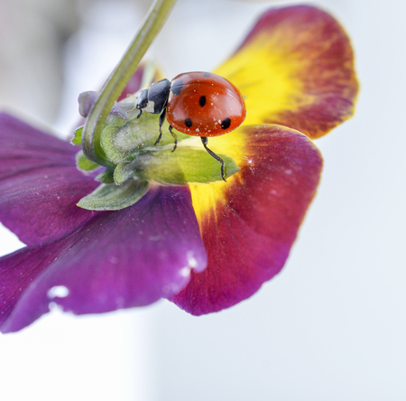 Ladybug on a violae flower.の写真素材