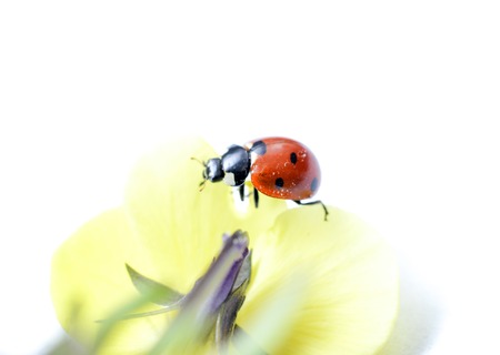 Ladybug on a violae flower.