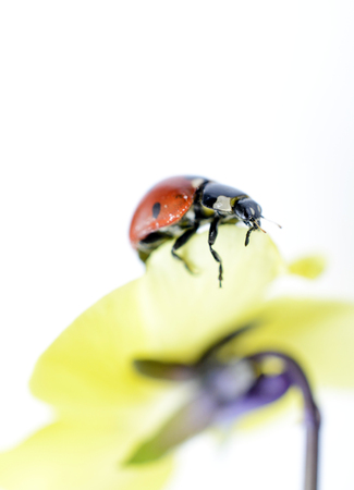 Ladybug on a violae flower.の写真素材