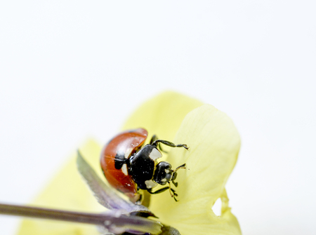 Ladybug on a violae flower.の写真素材