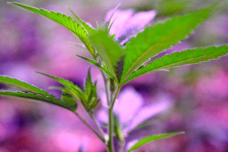 Cannabis , Marijuana plantの写真素材