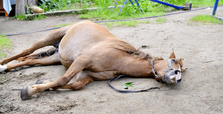Horse on nature. brown horse laying on the groundの写真素材
