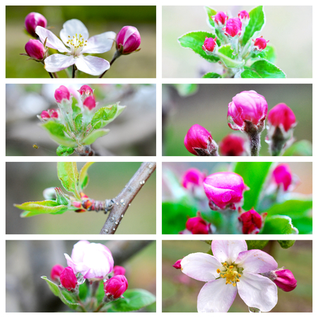 apple blossom with green leaves collageの写真素材