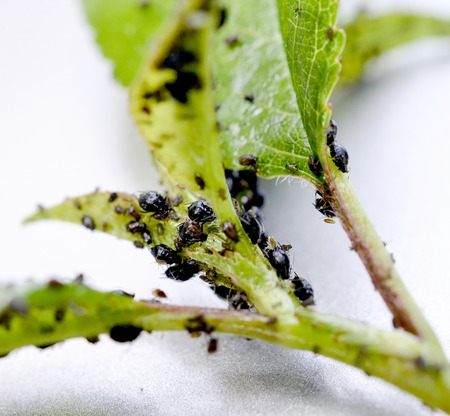 Insect pests, sour cherry leaf attacked by malicious insects imageの写真素材