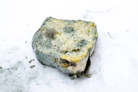 Mold growing rapidly on moldy bread on white background.Scientists modify fungus found on bread into an anti-virus chemical.の写真素材