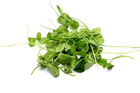 Fresh picked Clover pictured in studioの写真素材