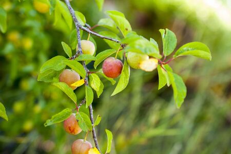 ripe organic plums on the tree imageの写真素材