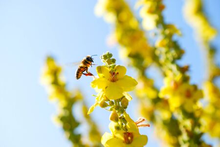 honey bee collecting pollen on from a yellow flower on meadow . morning shot imageの写真素材