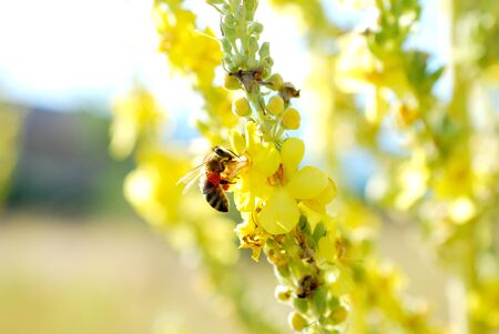 honey bee collecting pollen on from a yellow flower on meadow . morning shot imageの写真素材