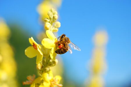 honey bee collecting pollen on from a yellow flower on meadow . morning shot imageの写真素材