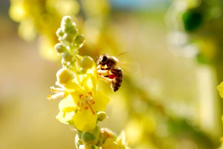 honey bee collecting pollen on from a yellow flower on meadow . morning shot imageの写真素材