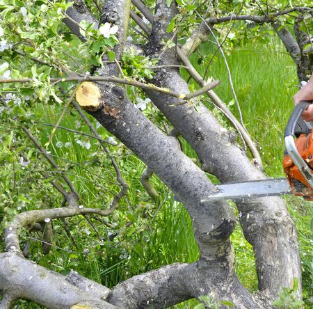 cutting apple tree in blossom with chainsawの写真素材