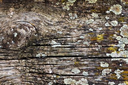 old wood background with moss imageの写真素材