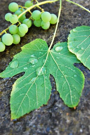 wet grape on a cement background imageの写真素材