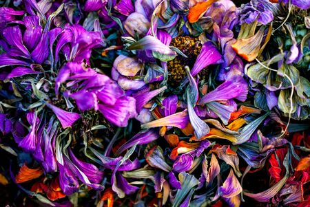 dry gerbera flower petals background,imageの写真素材