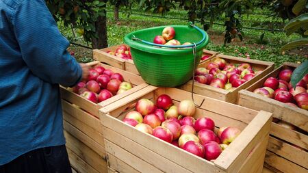 famer harvesting rippe apples in an orchard in octoberの写真素材