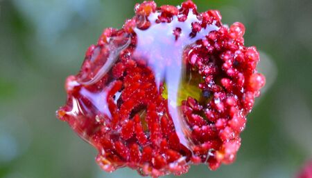 waterdrops on a Chrysanthemum flower, macro image