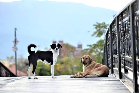 two stray dogs on a wooden bridge image