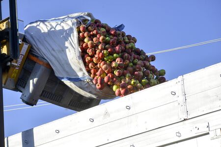 pouring industrial apples into a lorry image