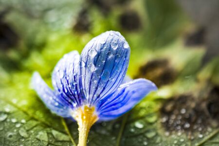 waterdrops on a crocus flower close up imageの写真素材