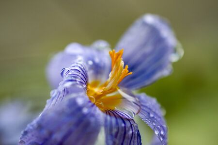 waterdrops on a crocus flower close up imageの写真素材