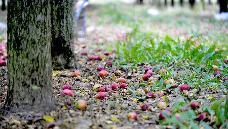 fallen apples in an orchard in autumn imageの写真素材